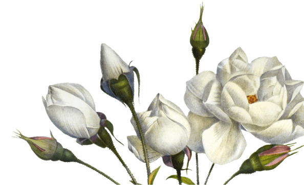 About Us White Flower Mobile About Us White Flower Mobile