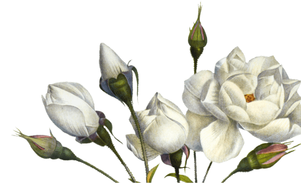 About Us White Flower Mobile