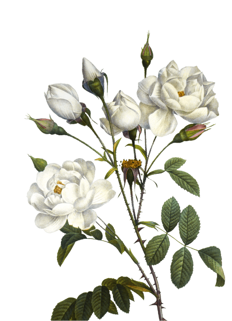 About Us White Flower About Us White Flower
