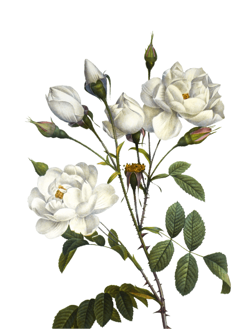 About Us White Flower