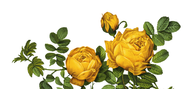 About Us Yellow Flower Mobile About Us Yellow Flower Mobile