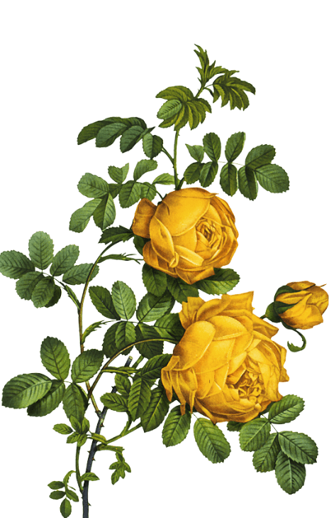 About Us Yellow Flower About Us Yellow Flower