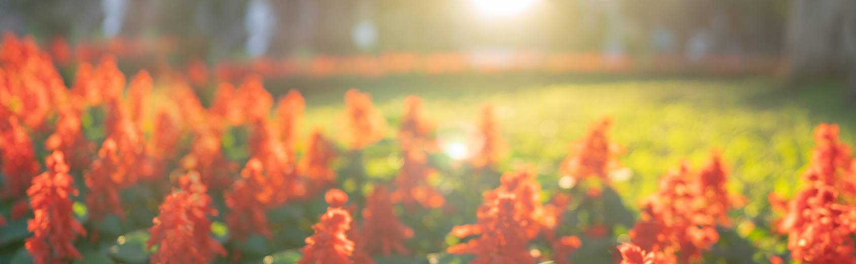 Sun shining brightly over orange flowers next to a curated lawn of green grass