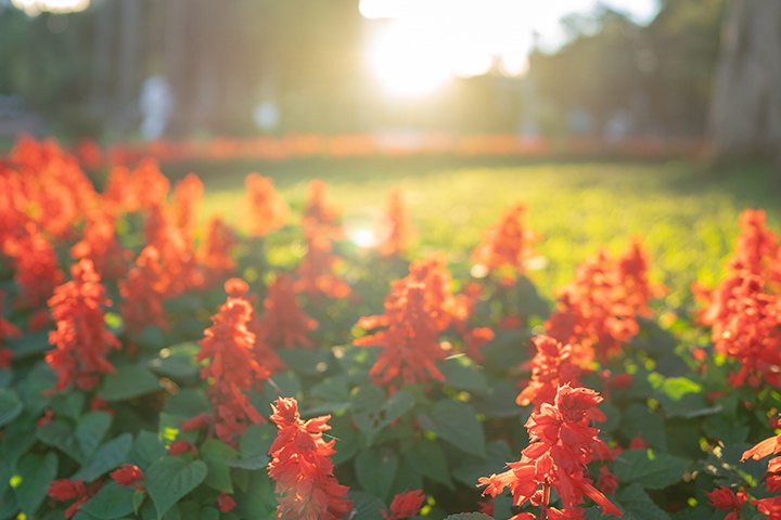 Sun shining brightly over orange flowers next to a curated lawn of green grass