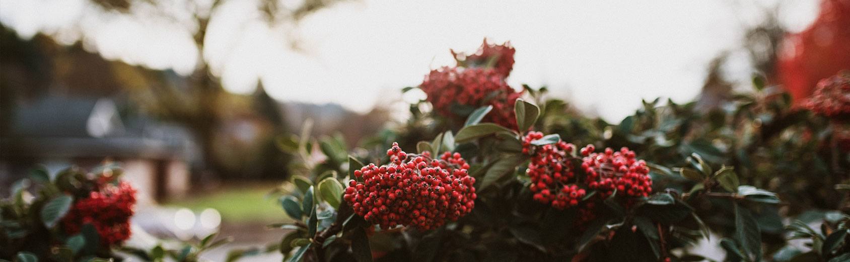 Beautiful bouquet of holly and greenery on a grave during a holiday visit