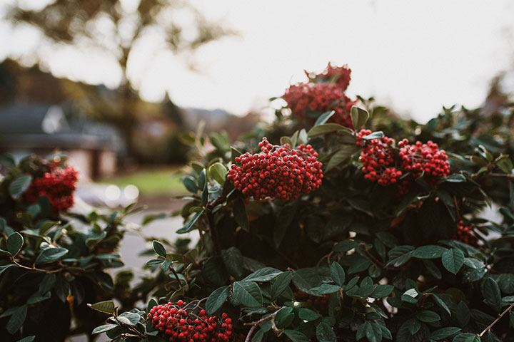 Beautiful bouquet of red holly berries and greenery placed on a grave during a holiday visit